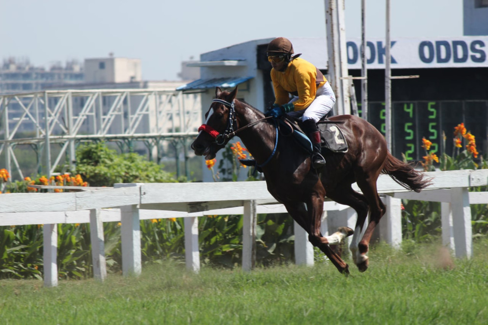 All-In Bets: High Stakes in Horse Racing